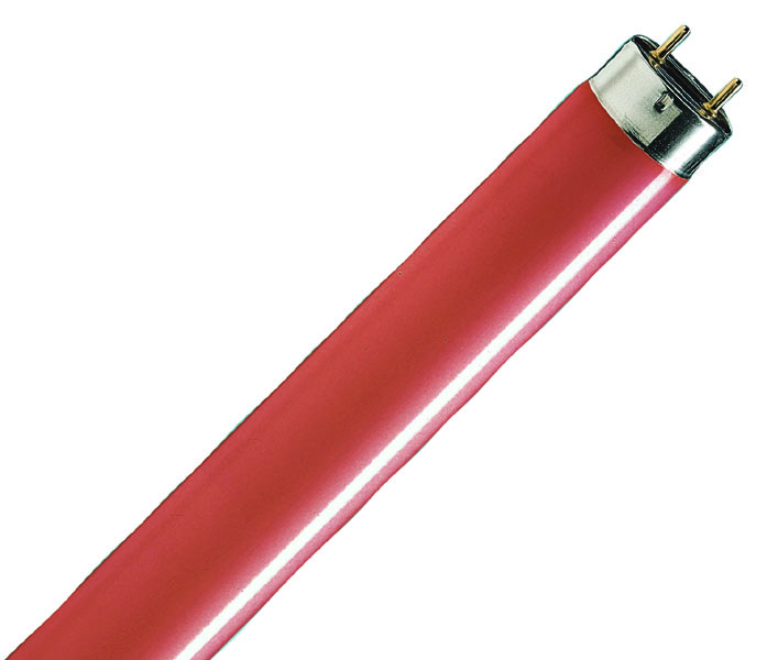 pk vis Mammoet Philips TL-D 36Watt, Kleur Rood, L 1213.6mm, B 28mm, 60lm, Type TLD36W15,  13000uur